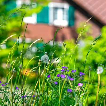 Apartment Niesen In See- Und Bergnaehe, Modern, Erdgeschoss, Ohne Treppen, 4 Gaeste Spiez