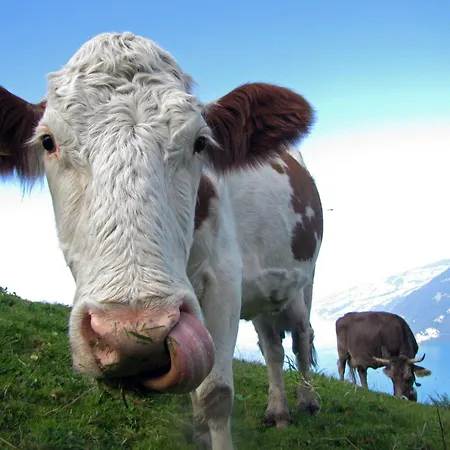 Niesen In See- Und Bergnaehe, Modern, Erdgeschoss, Ohne Treppen, 4 Gaeste شقة *